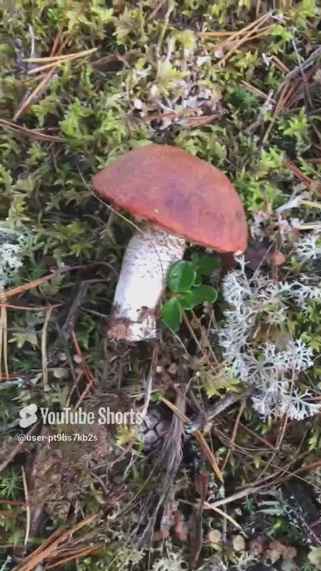 МАЛЕНЬКИЙ, А ШЛЯПКА БОЛЬШАЯ#SMALL, BUT THE CAP IS LARGE #sorts #лес #forest