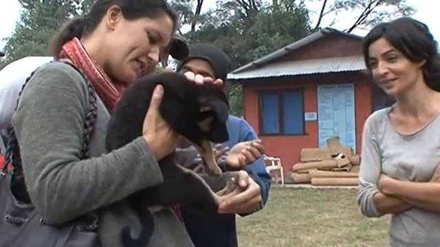 The KAT Centre Rescues Street Dogs in Kathmandu, Nepal