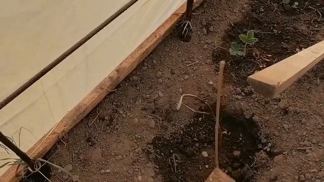 Картошка на рассаду часть 2.
