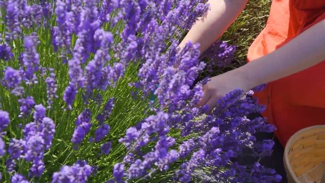 Hoa Lavender