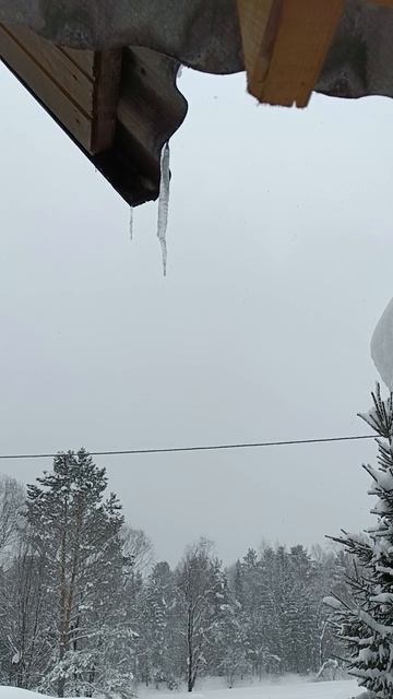 9 февраля 2025 г. Наблюдение для рисования.