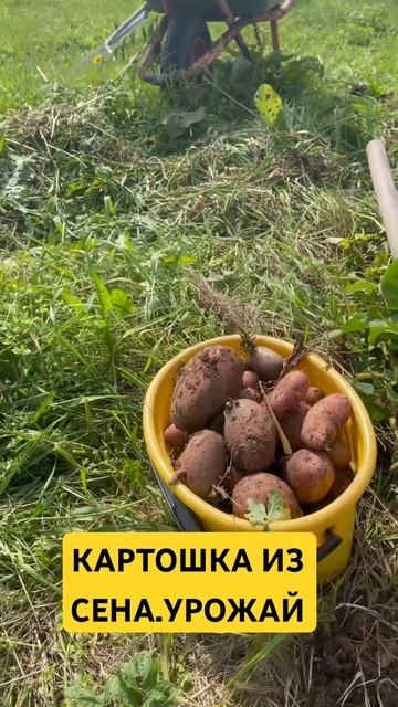 Урожай картофеля из сена. Второй сезон