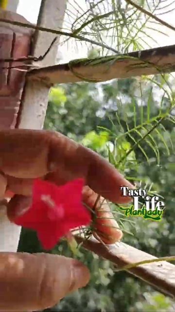 Cyprus vine full update of growing seedling to bloom ( part 1)