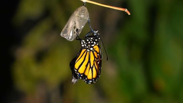 Hatching butterfly 🦋
