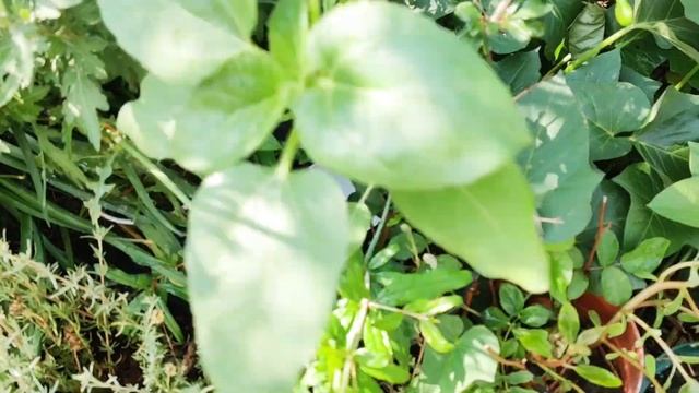 Serenity Garden Tour in Early August 2022