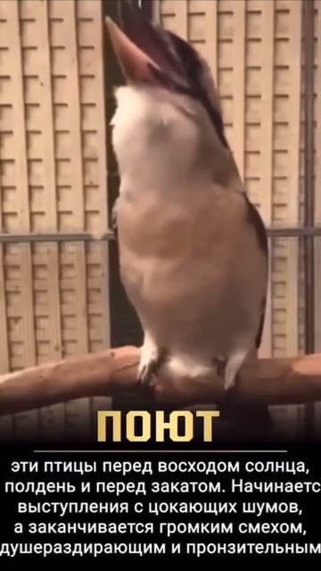 Поющая птица