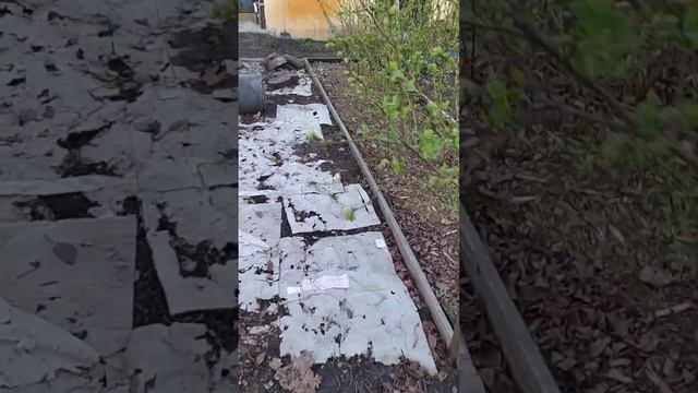 Голубика.Беларусь.11.04.2024г.