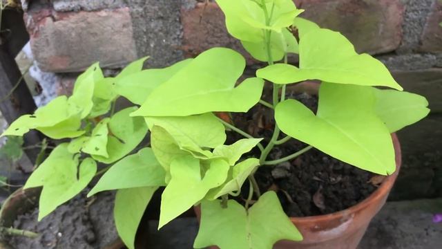 Sweet Potato Vine