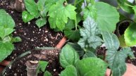 Tips To Speed Up Luffa / Gourd Seed Germination