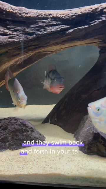 My Top 5 Tank Mates for Oscar Cichlids