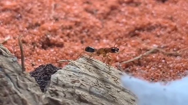 Заселение муравьев Салтаторов (harpegnathos saltator)