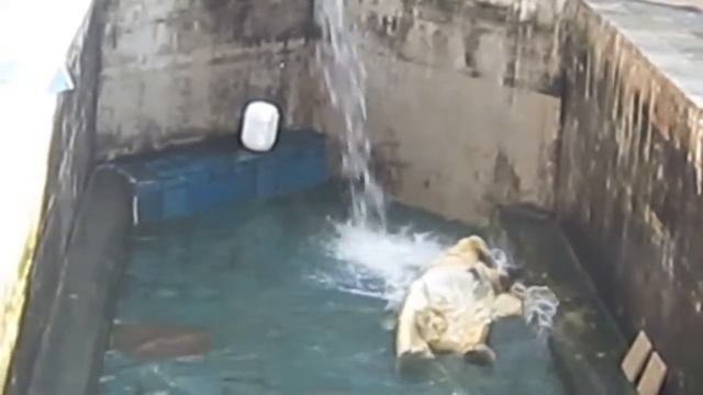 Медведь плещется в воде
