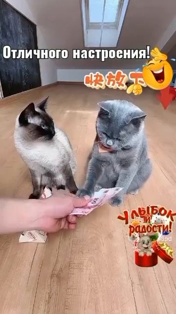 VID-20250209-WA0115