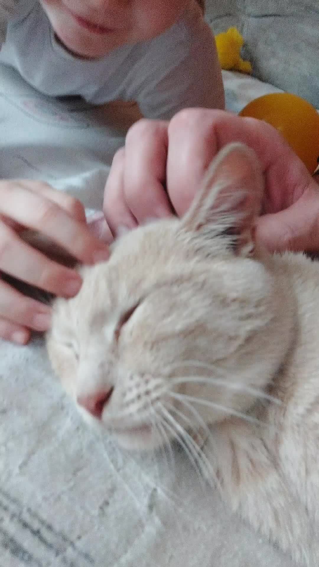 кот