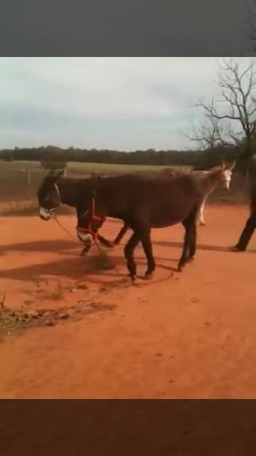 Donkies Mammoth Jennies