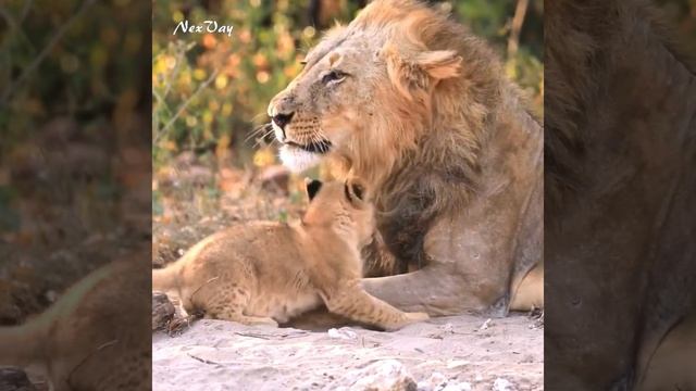 Sharing a Cuddle with Loving Dad