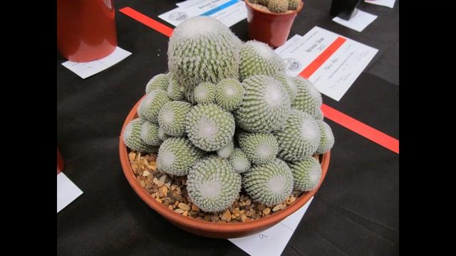 British Cactus and Succulent National Show  ENG  #succulents