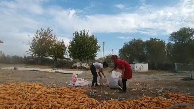 Ауылдық кәсіп