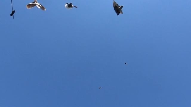 30.05.24г. голуби