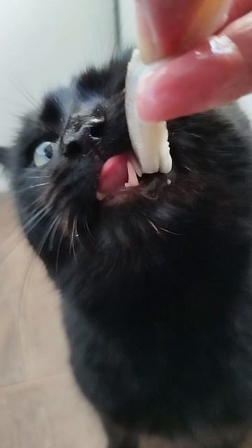 #село#кухня#кот#черныш#еда#рыба#мойва#вкусно#мукбанг#котик#котики#животные#зубы