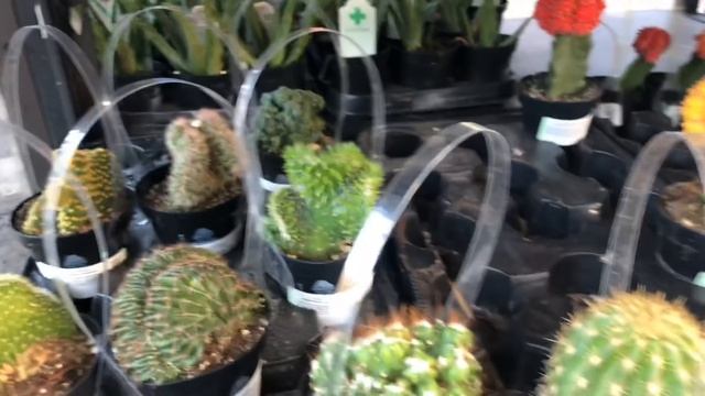Shopping for succulents at Home Depot/Lowe’s and 3 tier succulent arrangement
