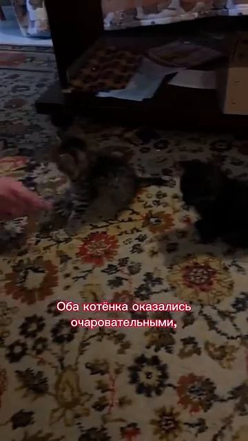 Взяла котенка #котята #котенок #добро