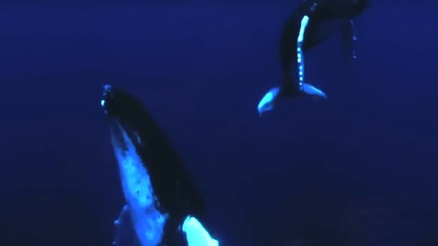 Saturdaysun - Whale Song