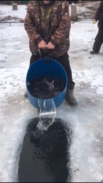 запуск форели на путевки