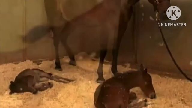 Люди не переставали кричать, когда увидели какое существо родила эта лошадь!