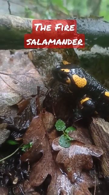 The Fire Salamander - Salamandra salamandra - salamandră de foc