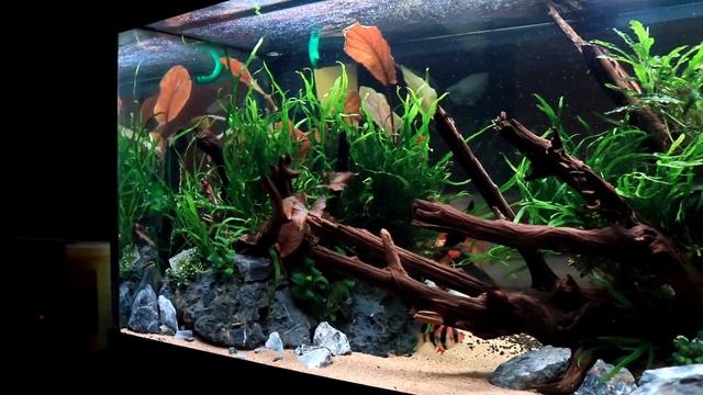 Adding RARE and EASY Plants / 40B 3 Week Update