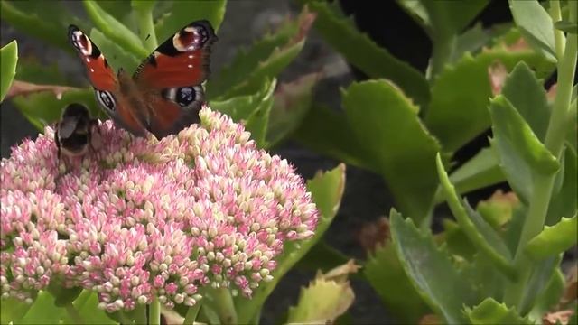 Butterfly and Bee sharing the same Autumn Glory flower in my garden 2020