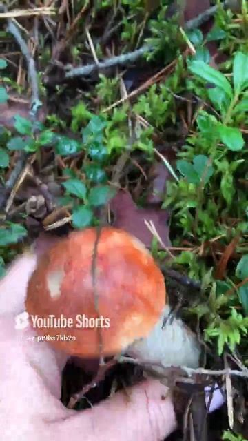 Мне улыбнулось грибное счастье#Mushroom happiness smiled at me #sorts #лесное #forest