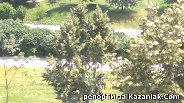 Как се бере липа