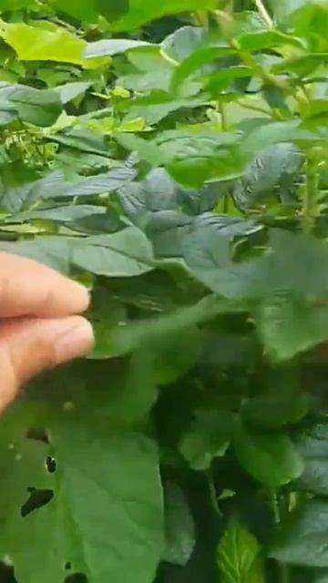 Rose Fruits | Amazing Nature | Never seen before | #london #nature #viral #travel #uk #flowers #uk