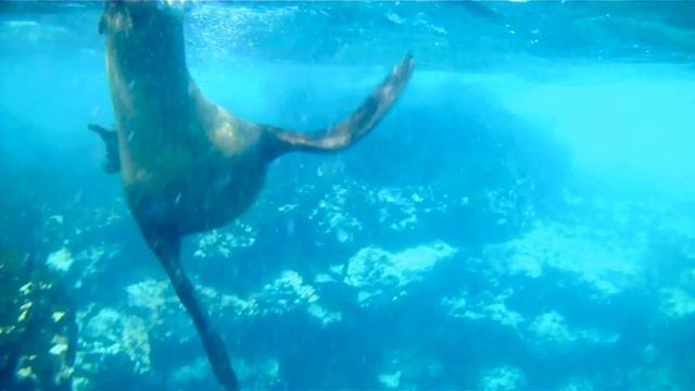 My Trip To Galapagos: Underwater edition! (Filmed with flip HD and GoPro)