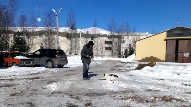Селин 1