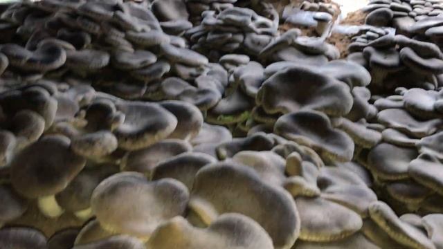 Cogumelos Do Cardo (Pleurotus Eryngii)