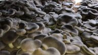 Cogumelos Do Cardo (Pleurotus Eryngii)