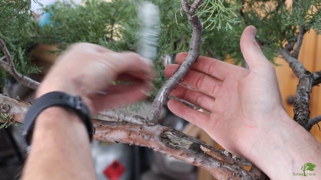 Juniper scion grafting with Mark Polson