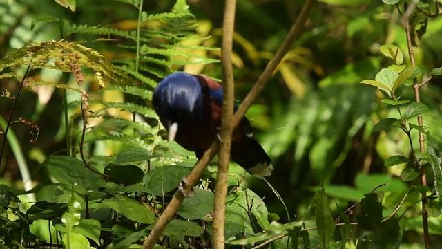 ルリカケスの水浴び　その１