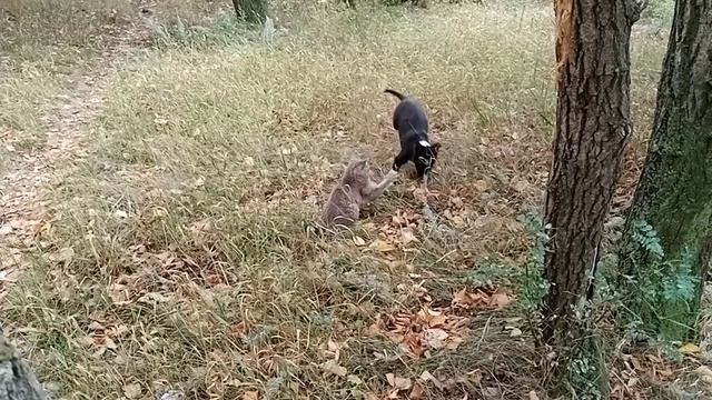 Гром и Флеш