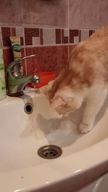 Куда уходит вода. Кот и его мысли
