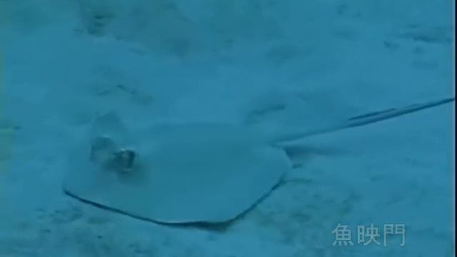 ヤッコエイ