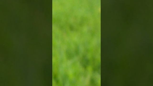 Иван чай дающий хорошее здоровье ,как раньше говарили пейте дети молоко будете здоровы
