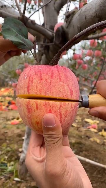 🍎 Cutting Apple In My Farm 🍎 | Fresh Fruit Cutting In My Farm