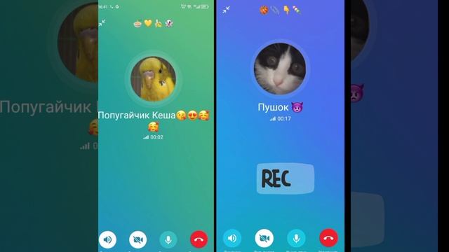 Кеша знакомится с Пушком 2/? часть😍🥰😘😂 (Потерялась кошечка  Радость😱)