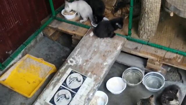 1.07.2023.Отдам котят из Уссурийска(2 мясяца), в "добрые руки"! +79241232444Стороженко Владимир