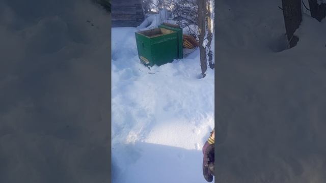 пчелы