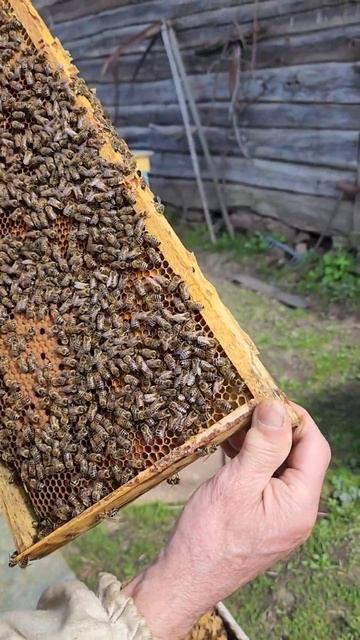 Пчёлы не тянут маточники? #пчеловодство #пчеловодство2024 #пчелы